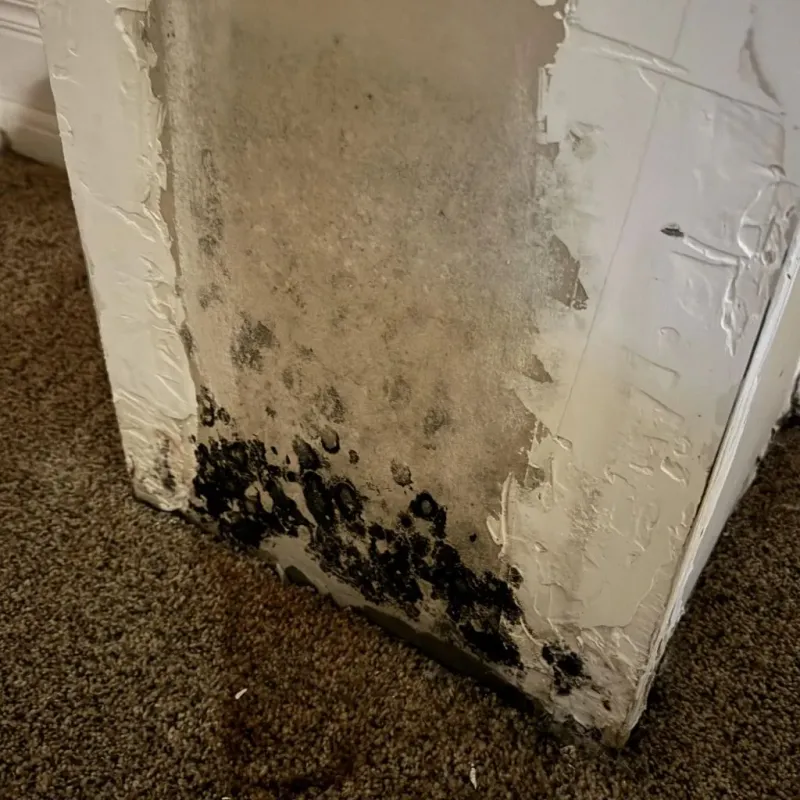 Professional Mold Removal in Ledbetter, KY